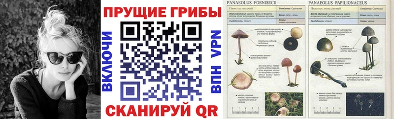 Псилоцибиновые грибы MAGIC MUSHROOMS  Буинск 